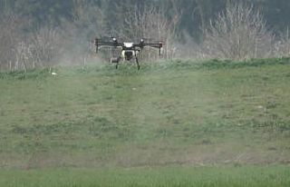 (Özel) Üniversitenin buğdayları drone ile ilaçlandı