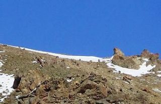 (Özel) Van Gölü havzasının yaban hayatı zenginliği...