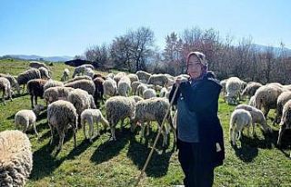 (Özel) Yalova’nın kadın çobanı 170 hayvanlık...