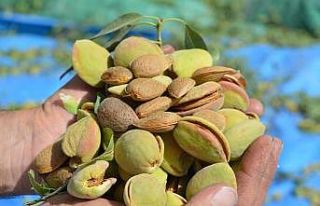 Pandemi döneminde badem yetiştiriciliği eğitimi