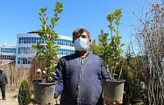 Pandemi nedeniyle köye gidenler çoğaldı, fidan...