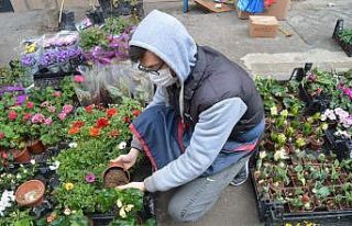 Pandemide semt pazarındaki çiçekçilerin sayısı...