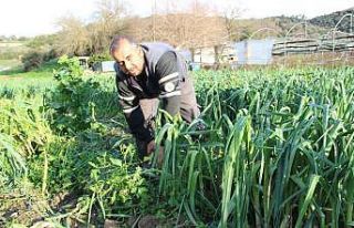 Pırasa bu yıl üreticisine tat vermedi