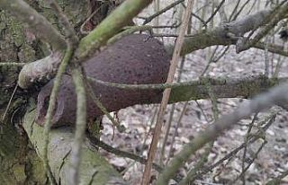 Polonya’da bir ağaçta 2. Dünya Savaşı’ndan...