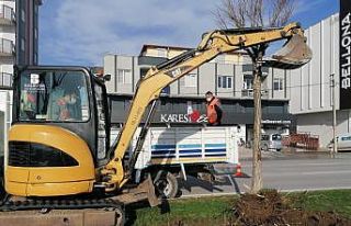 Rüzgar Caddesi’ndeki ağaçlar yenilenecek