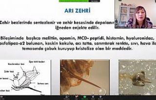 ‘Sağlık İçin Arı Zehri’ Projesi yürütülüyor