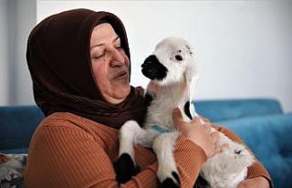 Sahiplendiği kuzu, hem evinin neşesi, hem de terapisi...