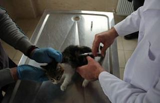 Sahiplenilen hayvanların bir yıllık muayenesi ücretsiz...