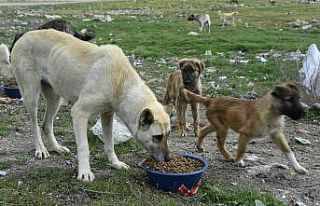 Sahipli kedi ve köpeklerin kimliklendirilmesi mecburi...
