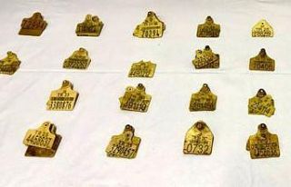 Sahte küpelerle hayvan sevki yapanlara operasyon