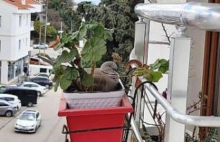 Saksıda çiçek değil kumru açtı