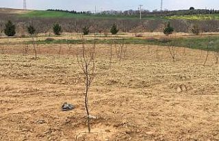 Salihli OSB’den ağaç seferberliği