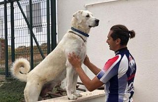 Şampiyon Akbaşlar yetiştiriyor