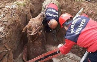 Şanlıurfa’da foseptik çukuruna düşen yarış...