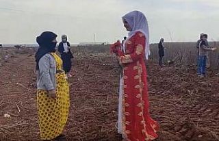 Şanlıurfa’da tarlada çalışan kadınlara 8 Mart...