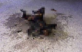 Şanlıurfa’da yanmış kadın cesedi bulundu