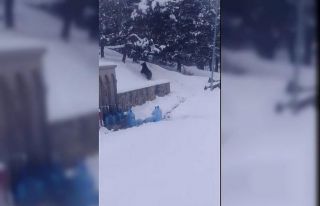 Sarıkamış’ta ayılar kış uykusundan uyandı