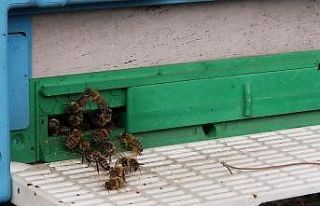 Şehzadeler’de arıcılık kursu ilgi gördü