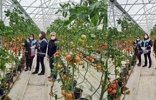 Sera domateslerinden numune alımı