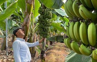 Seradan muzunu 7 TL’ye satan üretici memnun