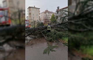 Şiddetli rüzgar ağacı devirdi