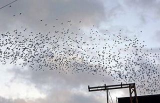 Sığırcık kuşlarının gökyüzündeki dansı...