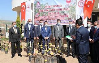 Siirt’te 4 bin dekar fıstık bahçesi tesis edilecek