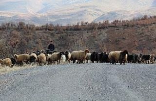 Siirt’te göçerlerin zorlu yaşamı