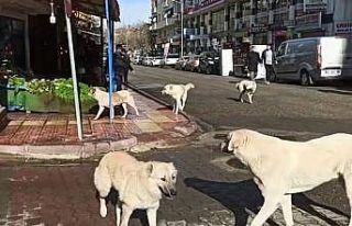 Siirt’te grup halinde gezen başıboş köpekler...