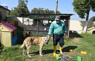 Silahla vurularak yaralanan sokak köpeği sağlığına...