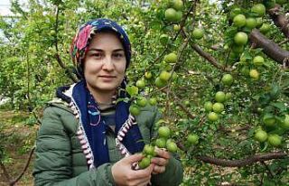 Silifke can eriği Rusya, Almanya ve Hollanda’ya...