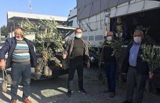Silifke’de çiftçilere 25 bin zeytin fidanı dağıtıldı
