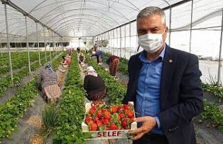 Silifke’de çilek ihracatı başladı