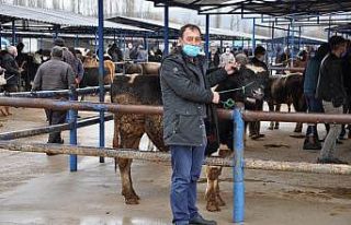 Simav’da canlı hayvan pazarı tekrar açıldı