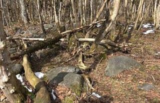 Şimşir Ormanları’nın kelebeklerle başı belada