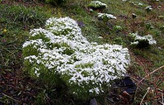 Şırnak’ta iki mevsim bir arada yaşanıyor