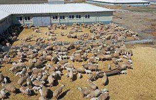 Sivas’ta hayvan varlığı arttı