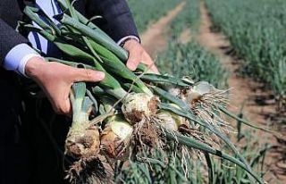 Soğan hasadı yaklaşıyor üretici pazar bulamama...