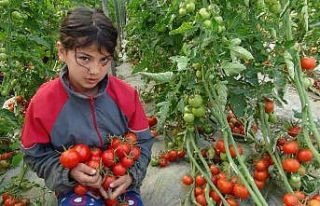 Sokağa çıkma kısıtlaması kalktı domates üreticisinin...