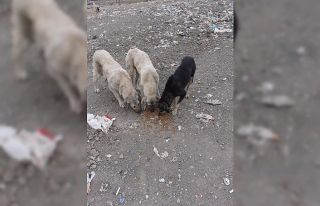 Sokak hayvanlarına mama dağıtımı devam ediyor