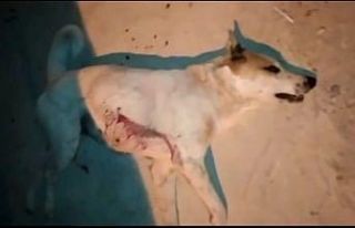 Sokak köpeğini pompalı tüfekle öldürdü