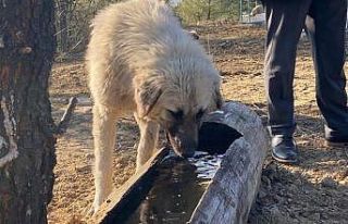 Sokak köpeklerine yem alanı yapıldı