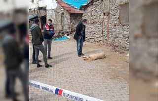 Sokak ortasında vurulan köpek otopsiye gönderildi