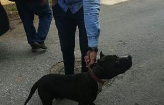 Sokakta pitbull gezdirdi, 10 bin lira ceza yedi