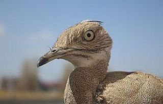 Son 100 yılda sadece iki kez görülen yakalı toy...