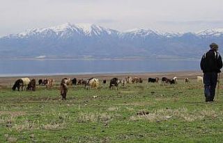 Suların çekildiği baraj havzası hayvanlara otlak...