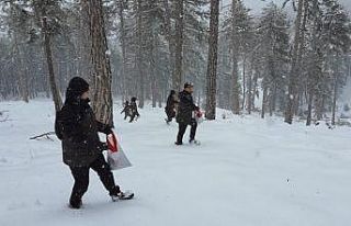 Sündiken dağlarındaki karaçam ormanlarına tohum...