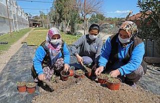 Susuzluğa ve kuraklığa dayanaklı 12 bin 500 adet...