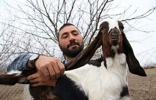 Süt için aldığı keçiler, çift çift kuzulayınca...