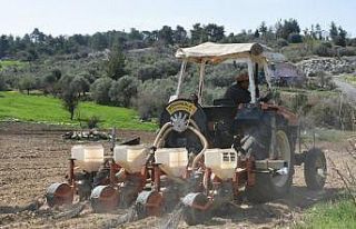 Tarsus Belediyesi, yerli ayçiçeği tohumlarını...